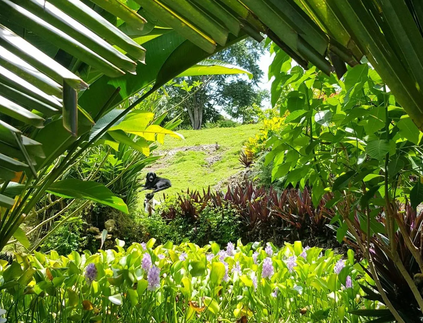 Coyaba Private Hilltop Jungle Retreat Orange Bay